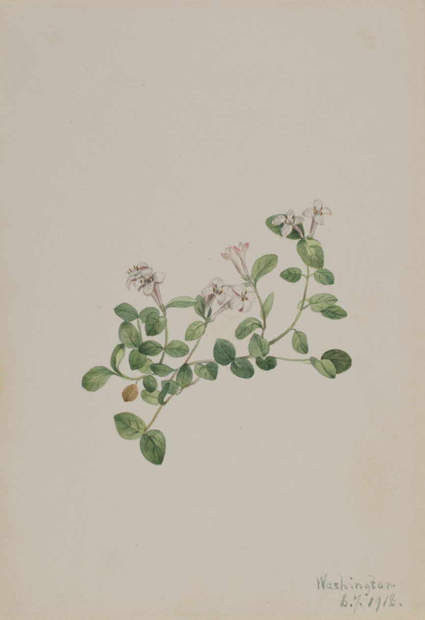 Partridgeberry Mitchella repens, 1918. alkotó: Mary Vaux Walcott