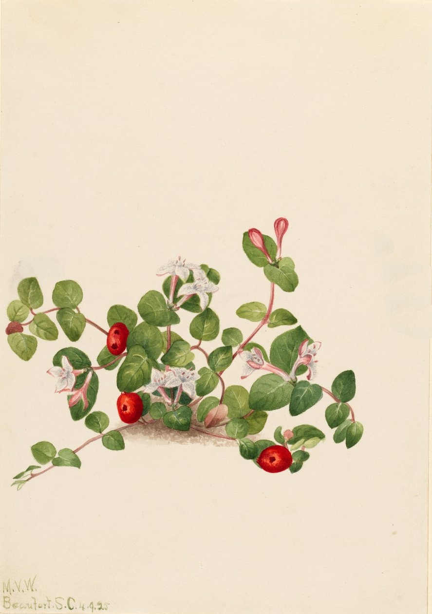 Partridgeberry Mitchella repens, 1925. alkotó: Mary Vaux Walcott