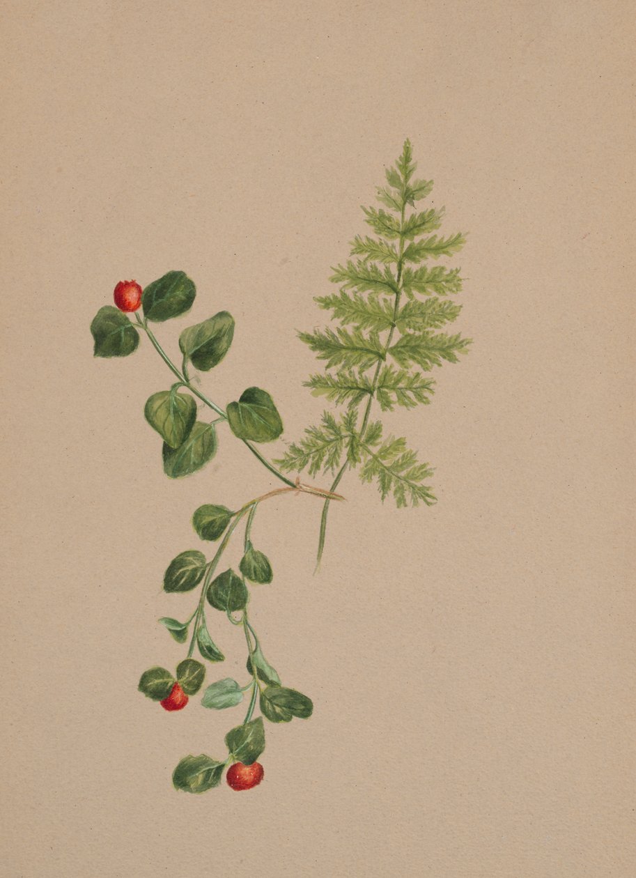 Partridgeberry Mitchella repens, kb. 1883. alkotó: Mary Vaux Walcott