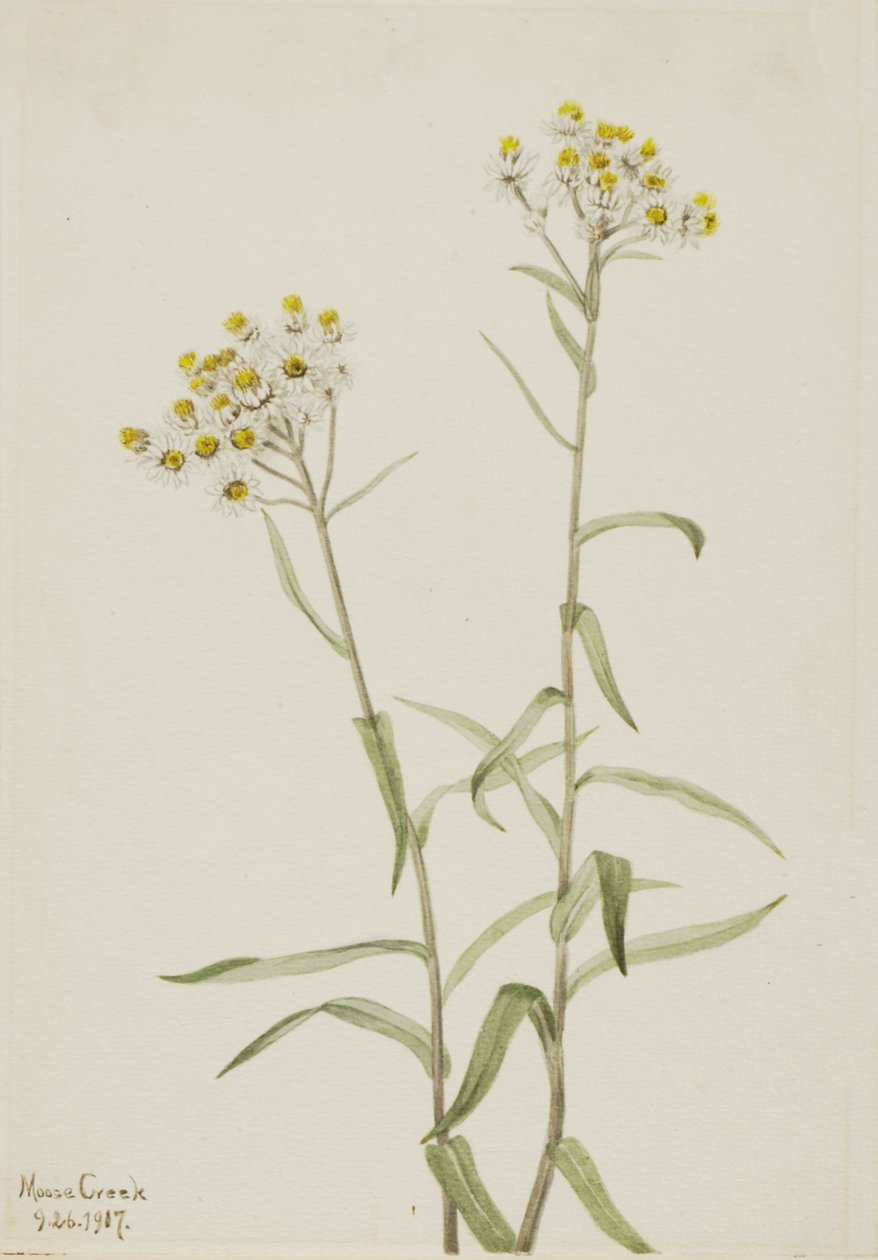 Pearl Everlasting Anaphalis margaritacea, 1917. alkotó: Mary Vaux Walcott