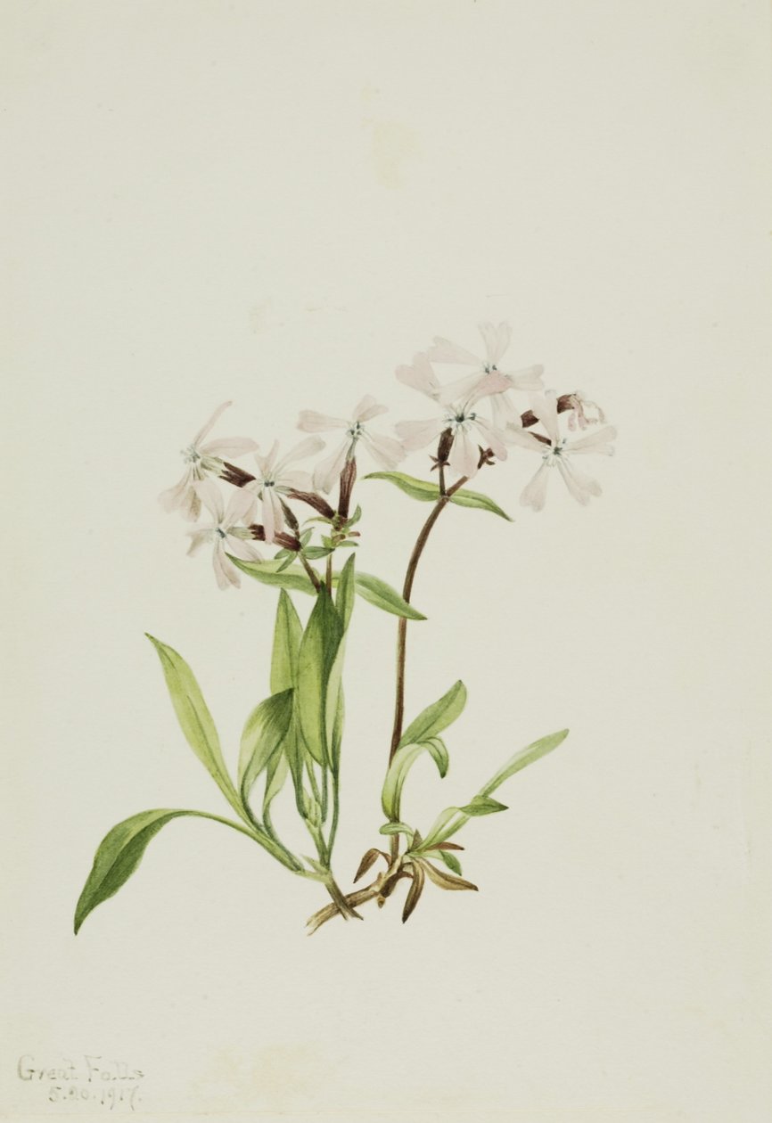 Tőzegrózsa (Silene caroliniana) alkotó: Mary Vaux Walcott