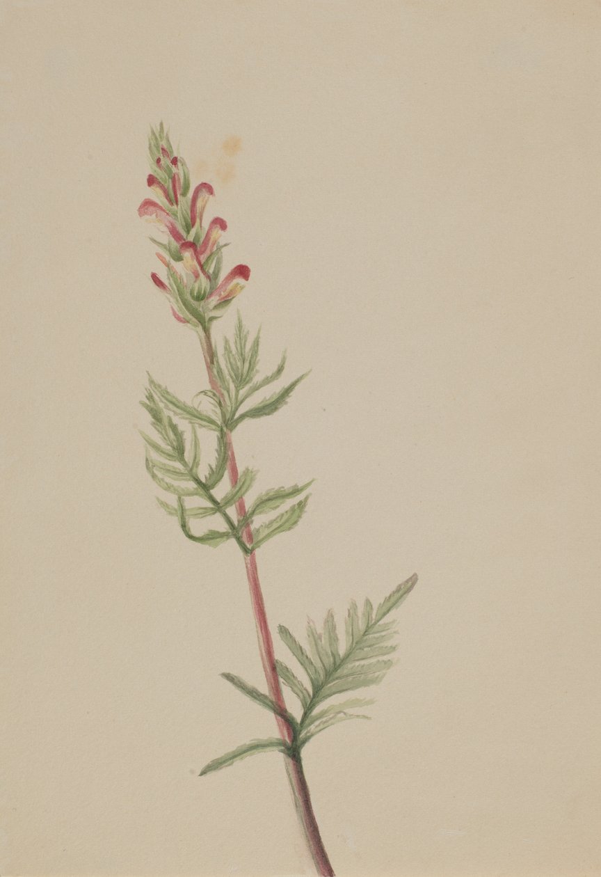Pedicularis bracteosa alkotó: Mary Vaux Walcott