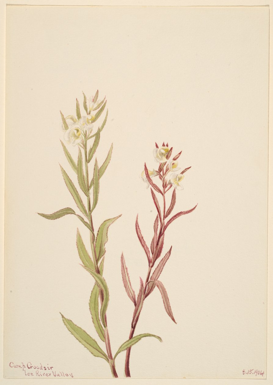 Pedicularis raremosa, 1904 alkotó: Mary Vaux Walcott