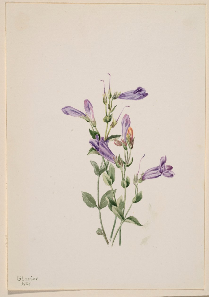 Penstemon (Penstimon fruiticosus) alkotó: Mary Vaux Walcott