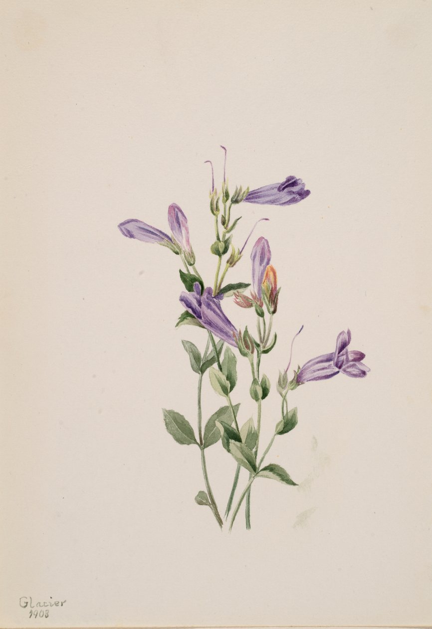 Penstemon Penstimon fruiticosus, 1903. alkotó: Mary Vaux Walcott