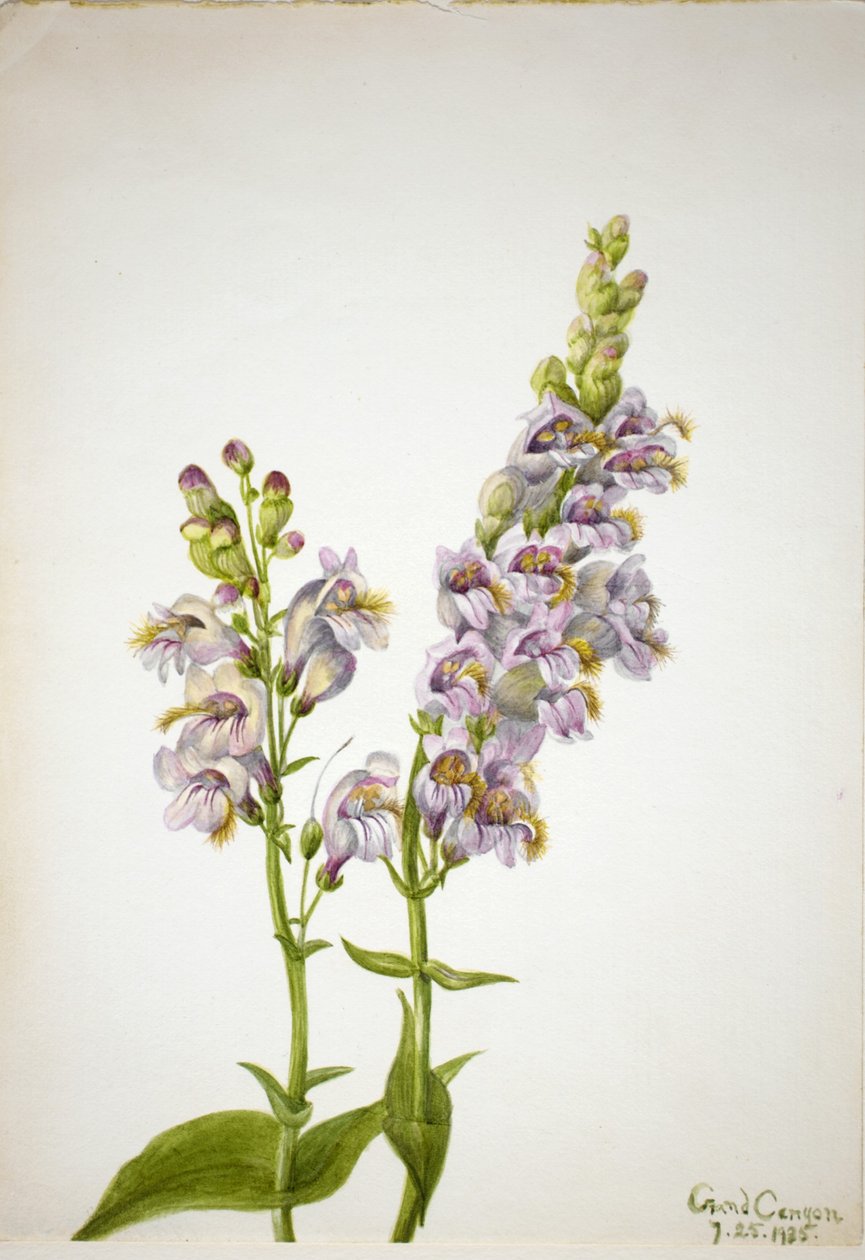 Pentstemon (Pentstemon macranthus) alkotó: Mary Vaux Walcott