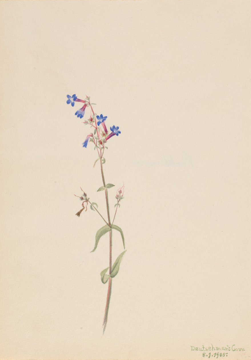 Pentstemon (Pentstemon procerus) alkotó: Mary Vaux Walcott