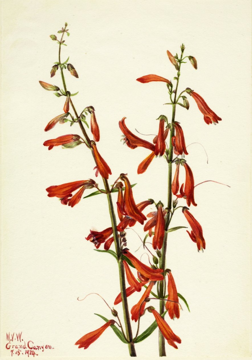 Pentstemon Pentstemon barbatus, 1934. alkotó: Mary Vaux Walcott