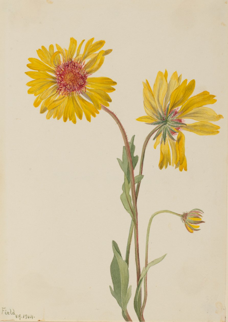 Évelő Gaillardia (Gaillardia aristata) alkotó: Mary Vaux Walcott