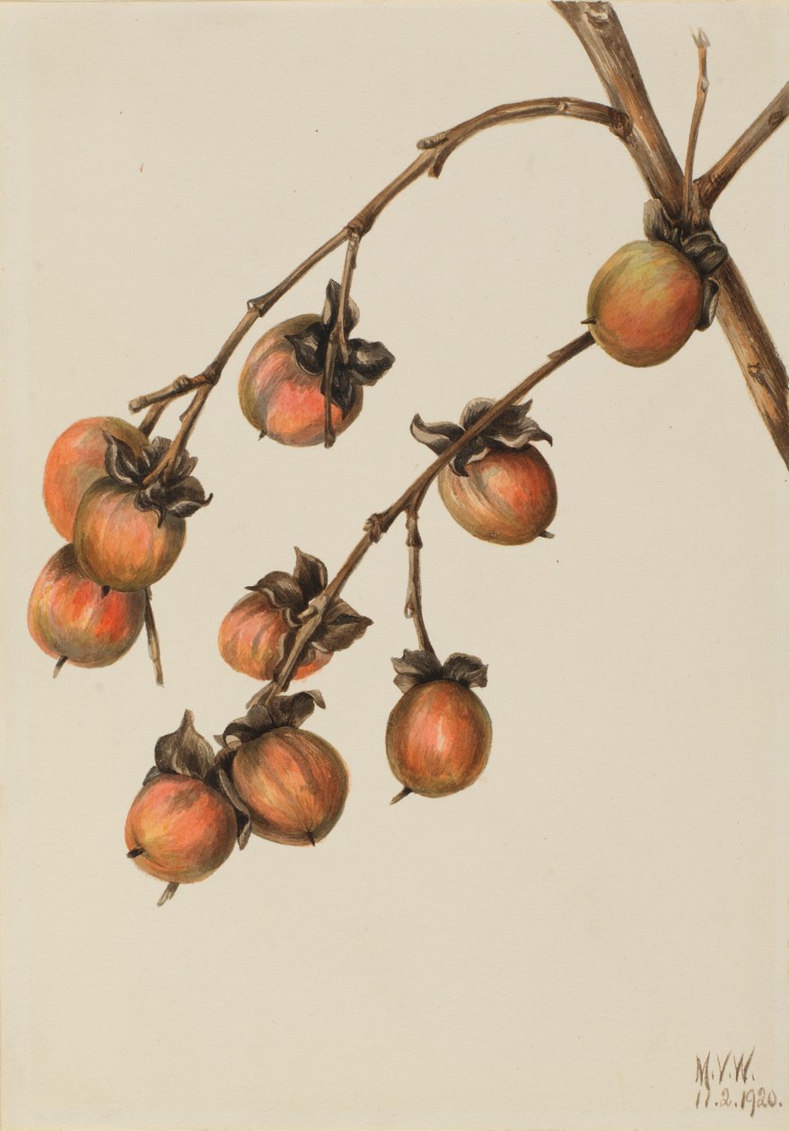 Fagyöngy (Diospyros virginiana) alkotó: Mary Vaux Walcott