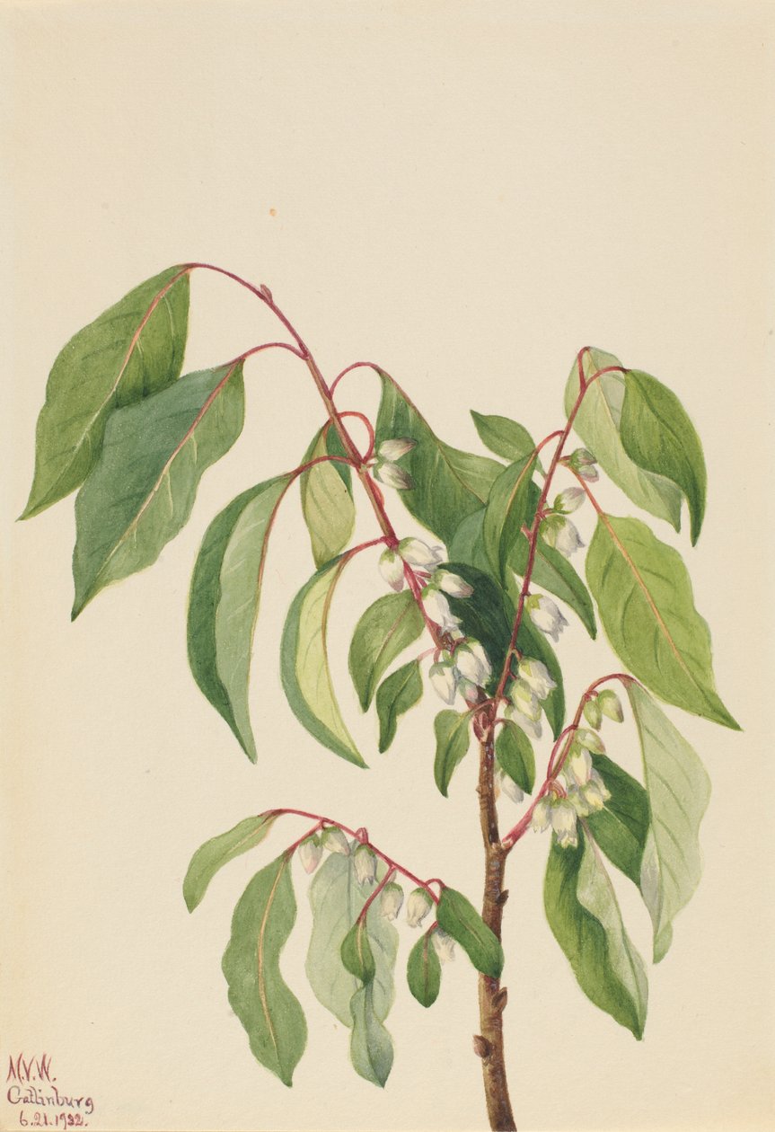 Fagyöngy (Diospyros virginiana) alkotó: Mary Vaux Walcott