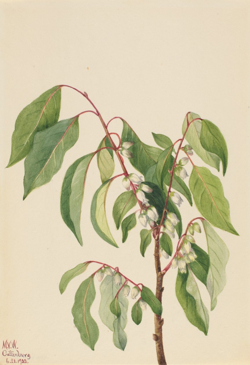Datolyaszilva Diospyros virginiana, 1932. alkotó: Mary Vaux Walcott