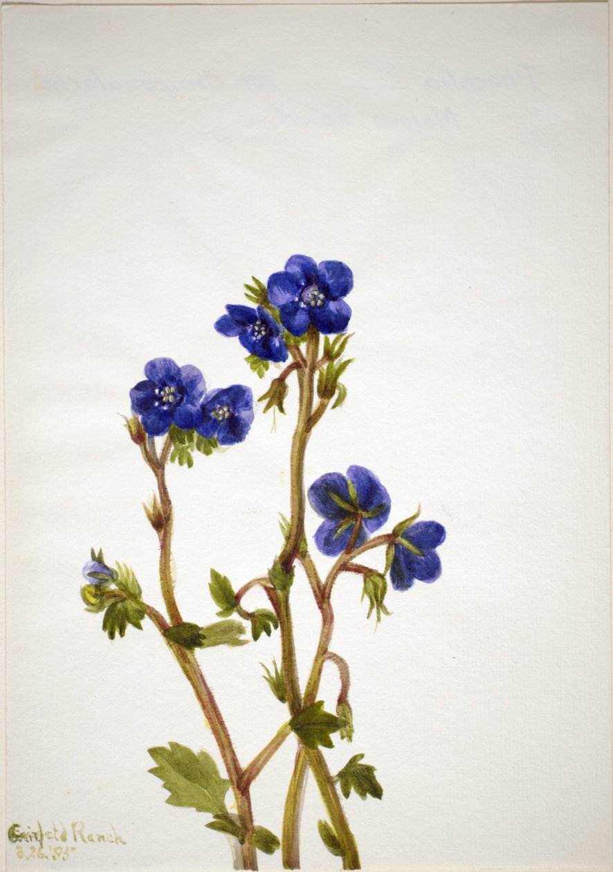 Phacelia (Phacelia parryi) alkotó: Mary Vaux Walcott