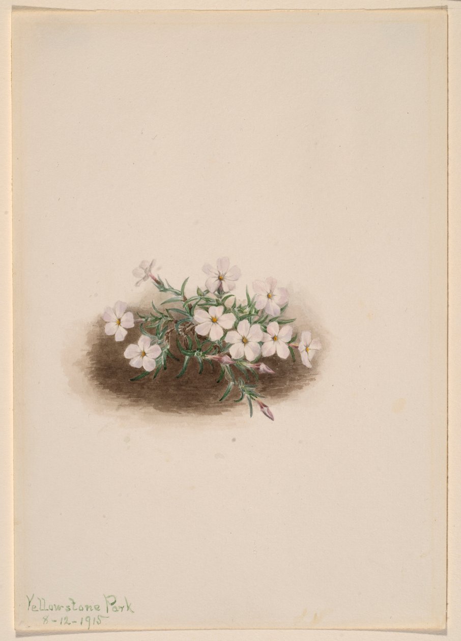 Phlox alkotó: Mary Vaux Walcott