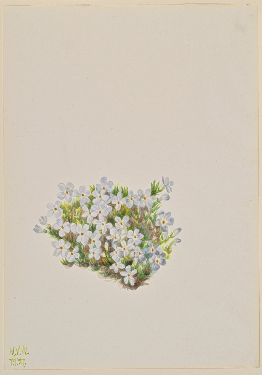 Phlox Phlox caespitosa, 1937 alkotó: Mary Vaux Walcott
