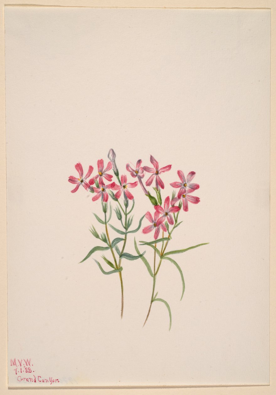Phlox stansburyi alkotó: Mary Vaux Walcott