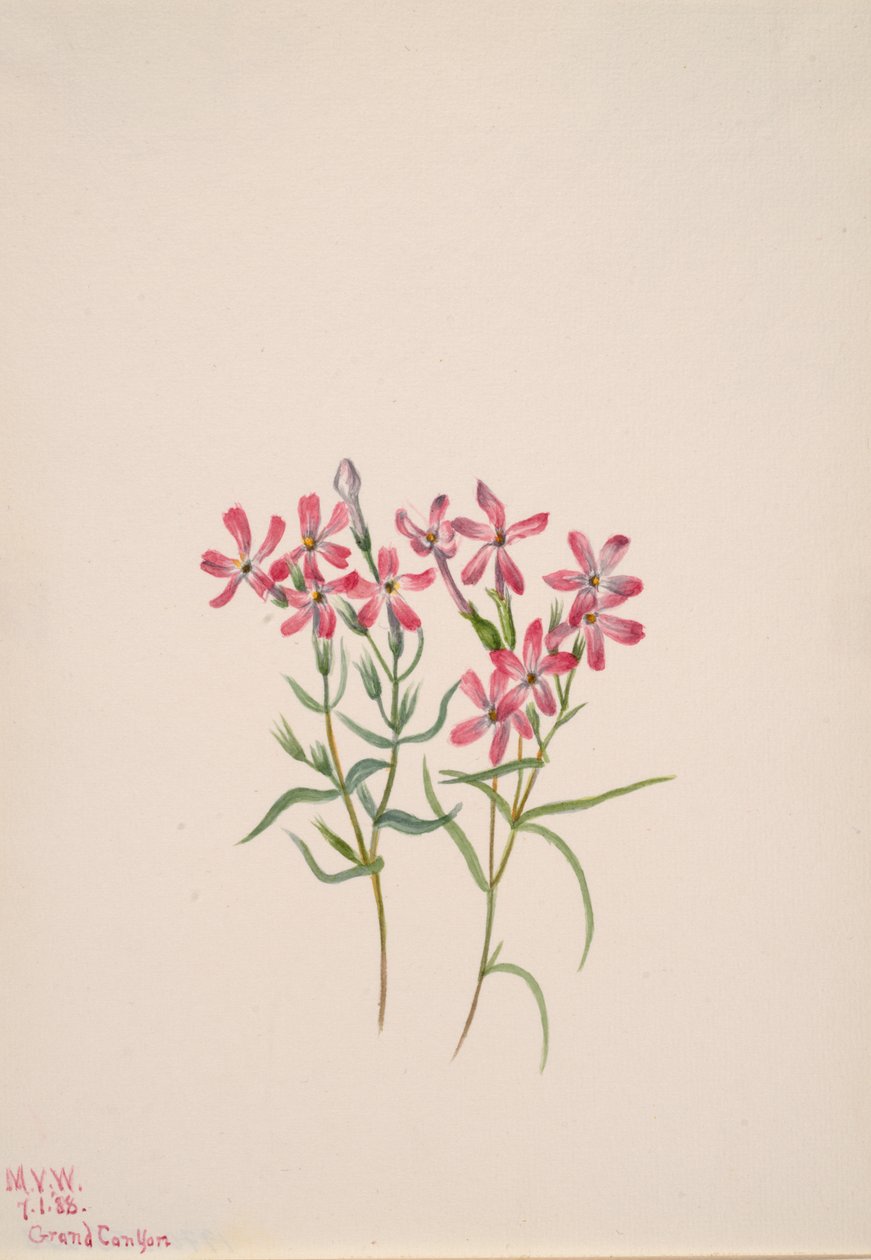 Phlox stansburyi, 1938. alkotó: Mary Vaux Walcott