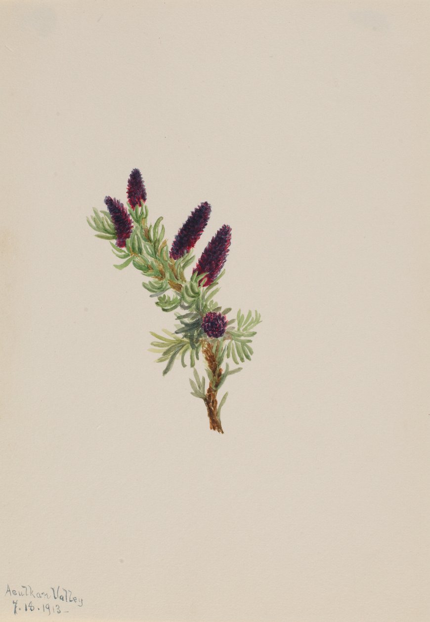 Picea engelmanni alkotó: Mary Vaux Walcott