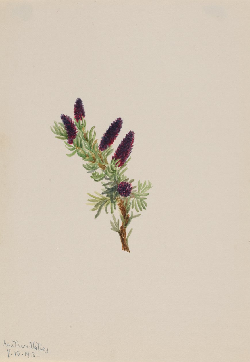 Picea engelmanni, 1913. alkotó: Mary Vaux Walcott