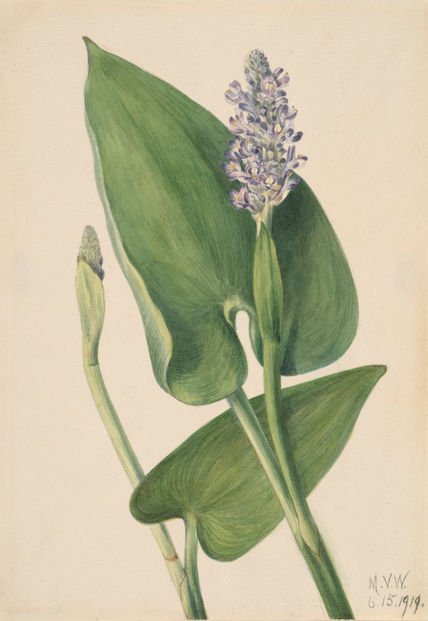 Pickerelweed Pontederia cordata, 1919. alkotó: Mary Vaux Walcott