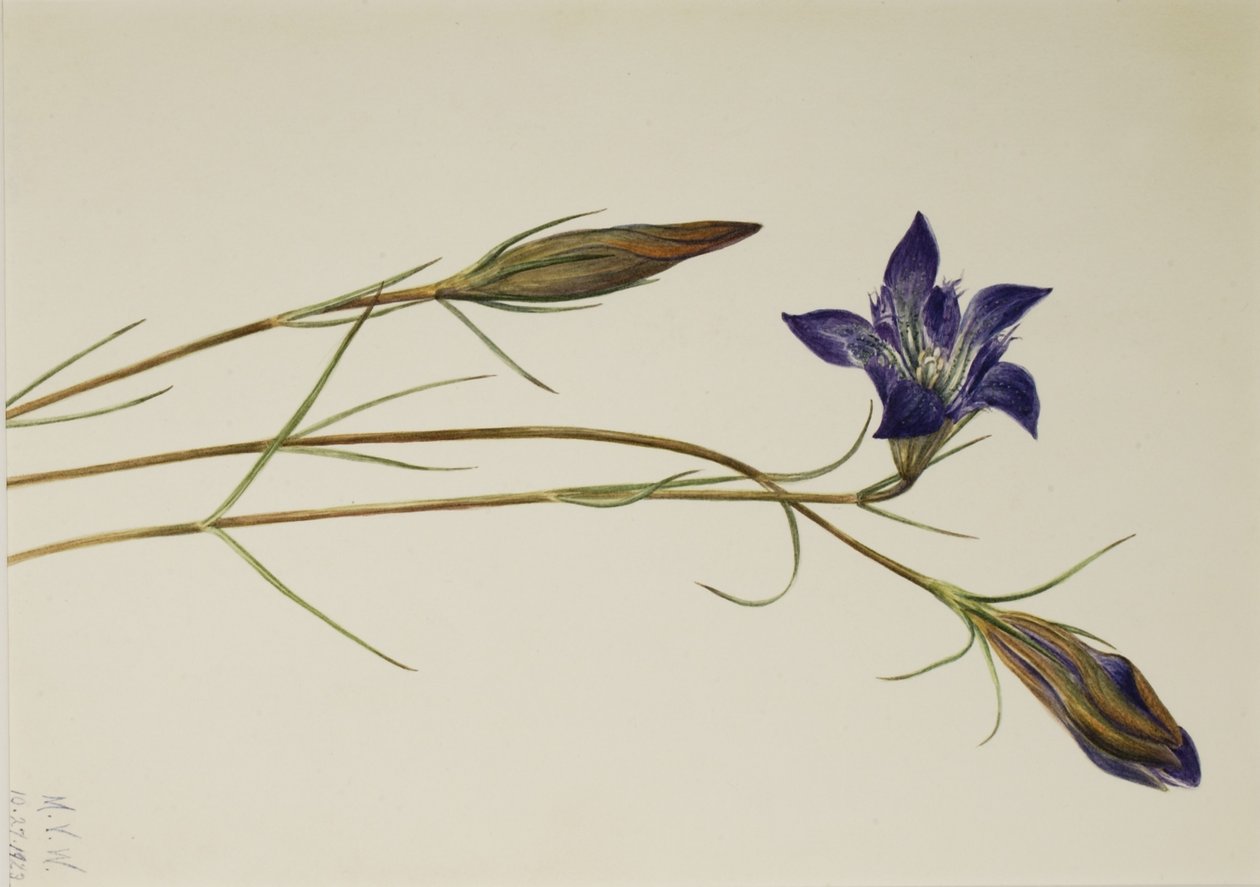 Pinebarren Gentian (Gentiana porphyrio) alkotó: Mary Vaux Walcott