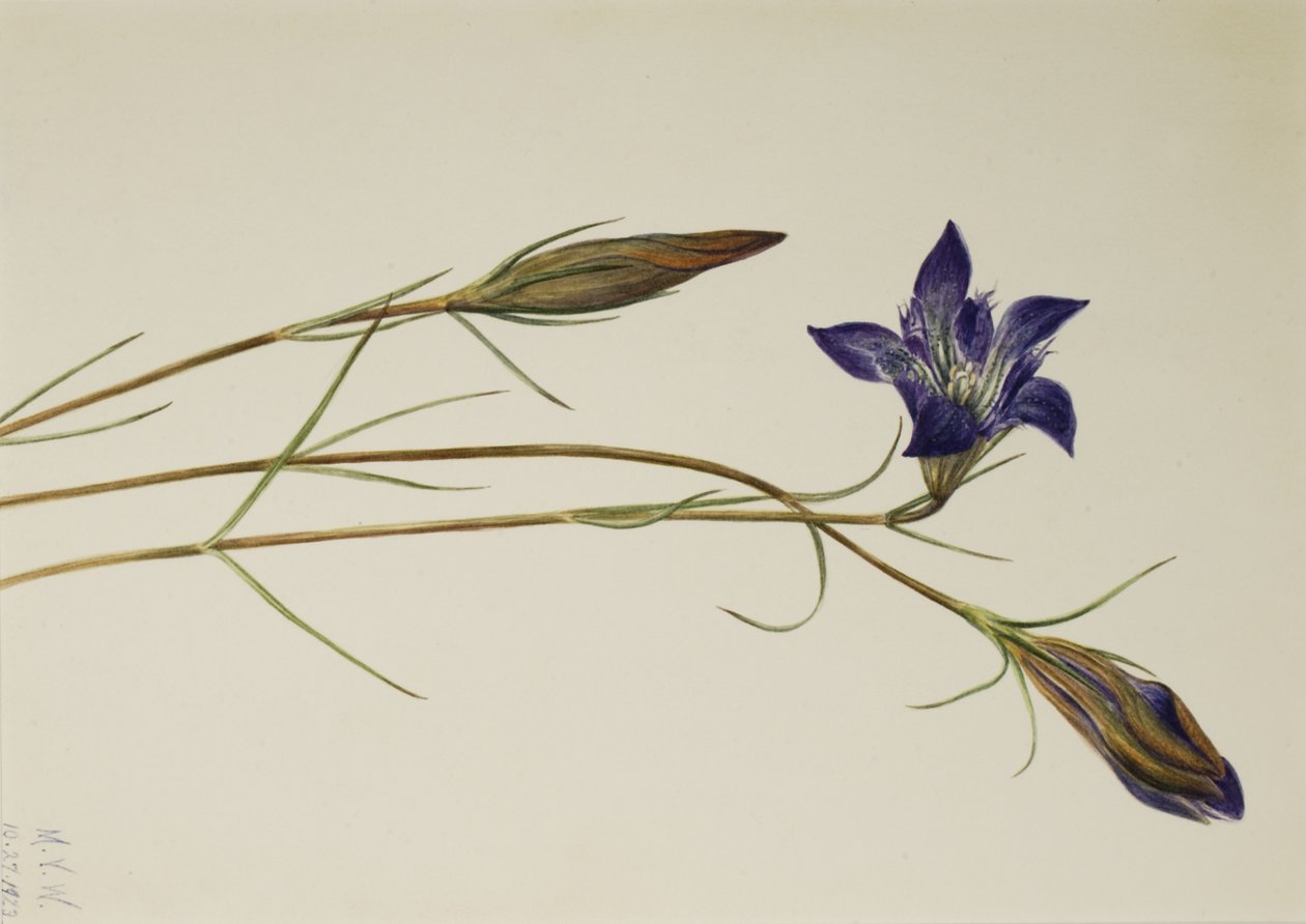 Pinebarren Gentian Gentiana porphyrio, 1923. alkotó: Mary Vaux Walcott
