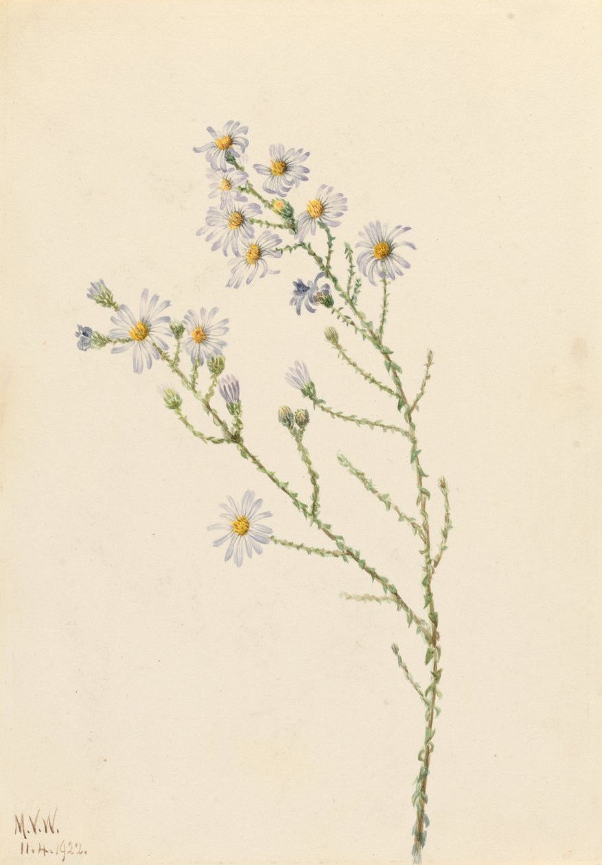 Pineland Aster (Aster squarrosus) alkotó: Mary Vaux Walcott