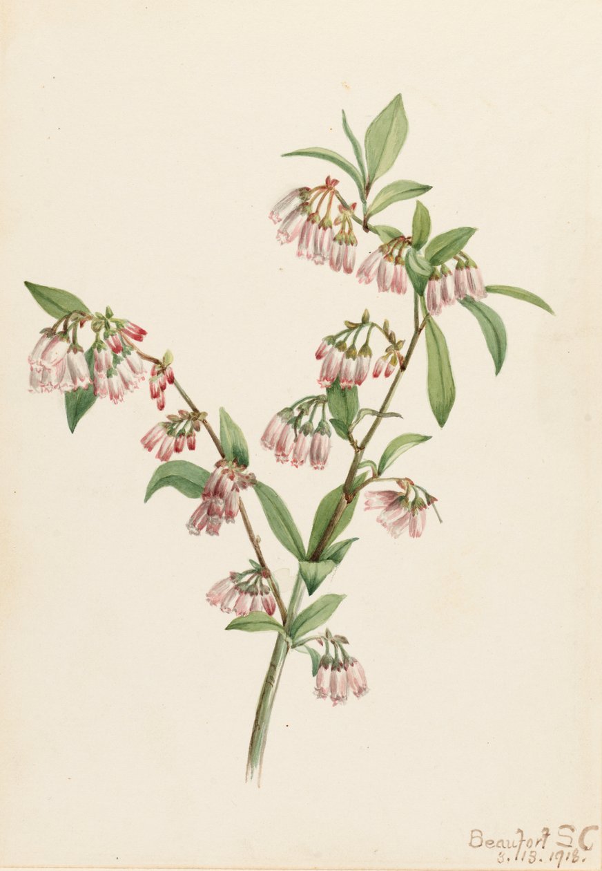 Pineland Blueberry Vaccinium tenellum, 1918. alkotó: Mary Vaux Walcott