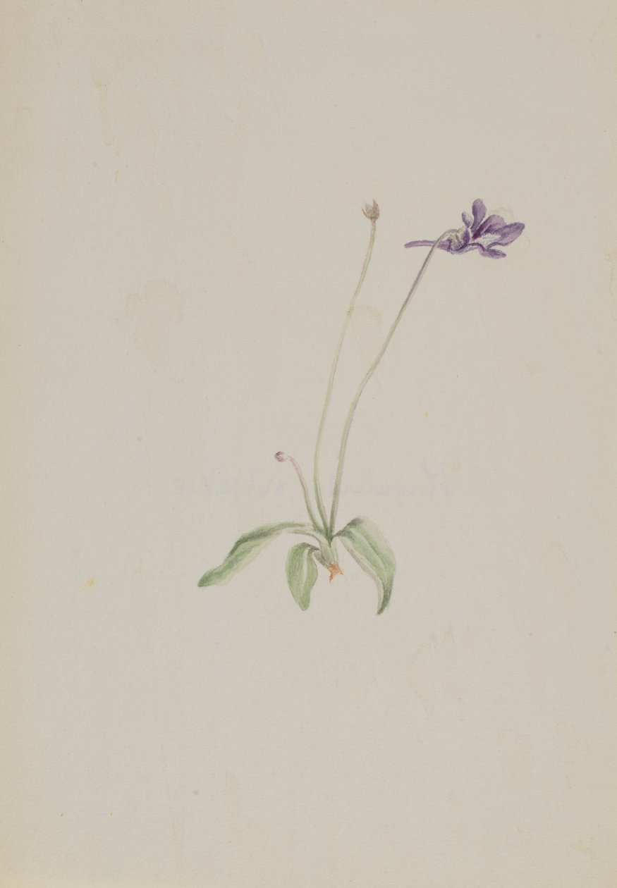 Pinguicula vulgaris, kb. 1930-as évek eleje. alkotó: Mary Vaux Walcott