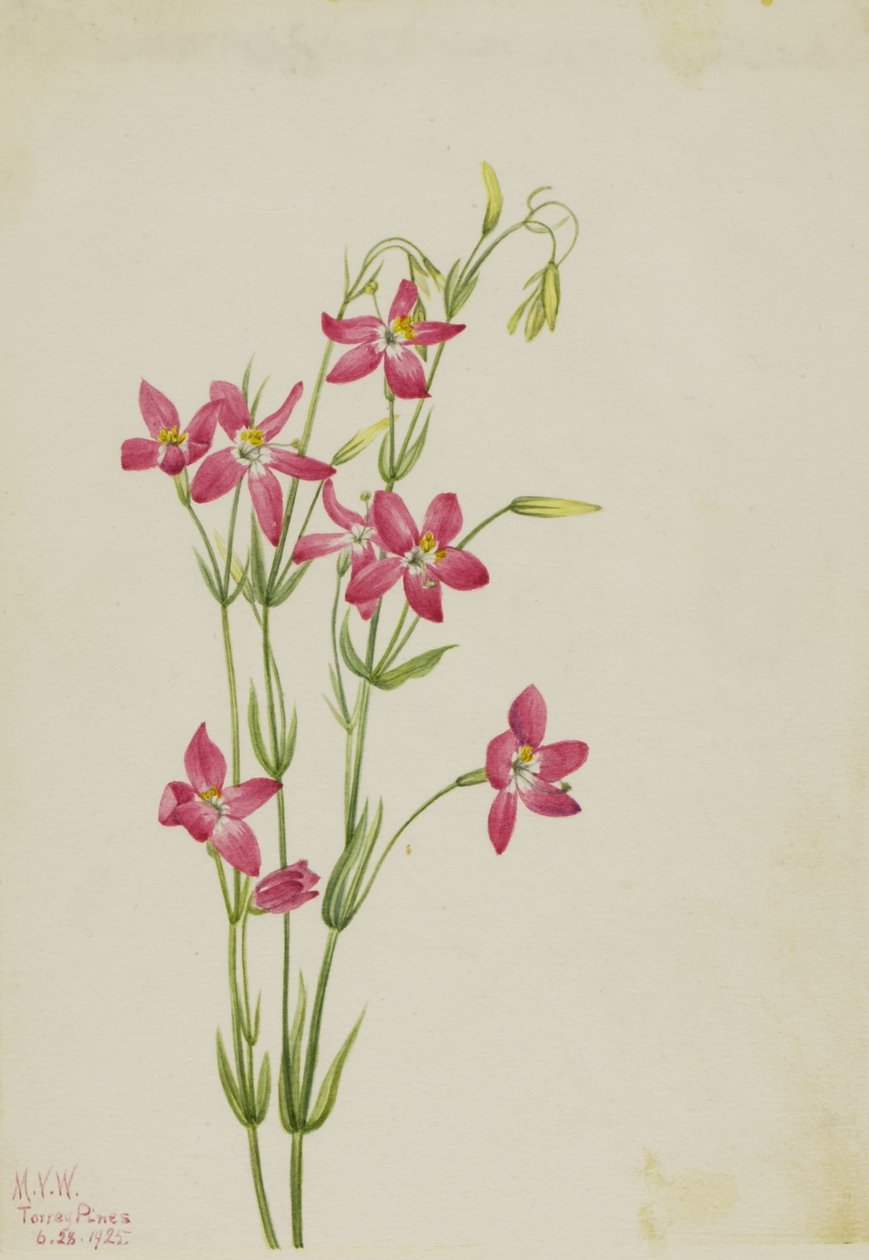 Rózsaszín Centaurium (Centaurium venustum) alkotó: Mary Vaux Walcott