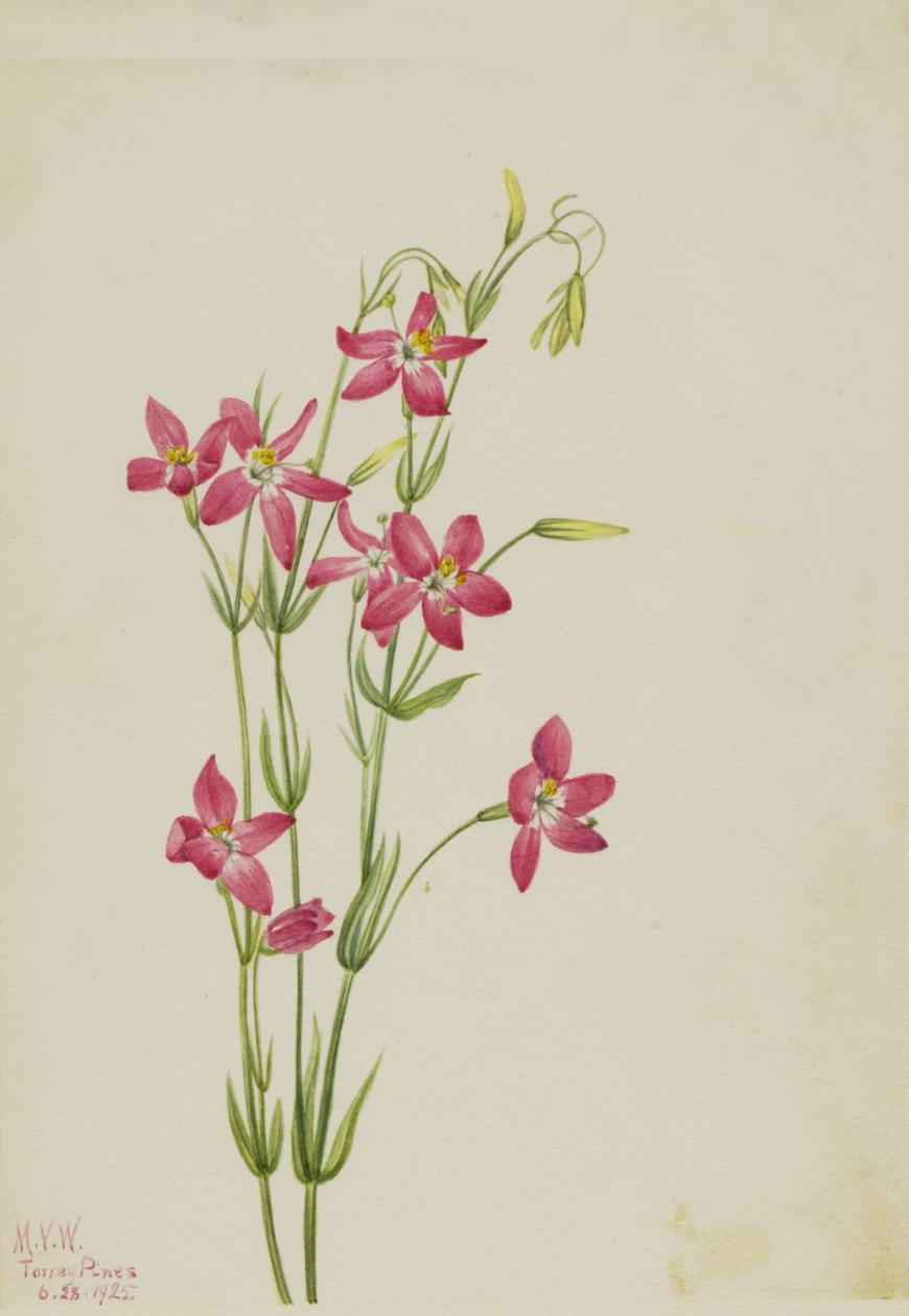 Pink Passiflora alkotó: Mary Vaux Walcott