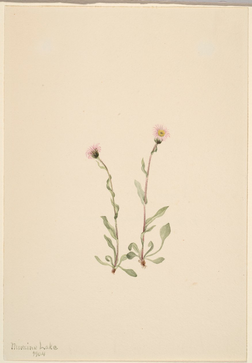 Rózsaszín bolhaparéj (Erigeron jucundus) alkotó: Mary Vaux Walcott
