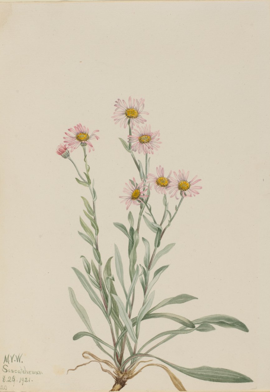 Pink Fleabane Erigeron caespitosus, 1921 alkotó: Mary Vaux Walcott