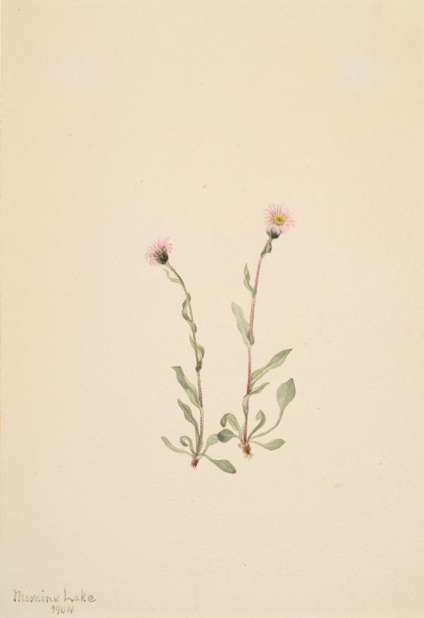 Pink Fleabane Erigeron jucundus, 1904 alkotó: Mary Vaux Walcott