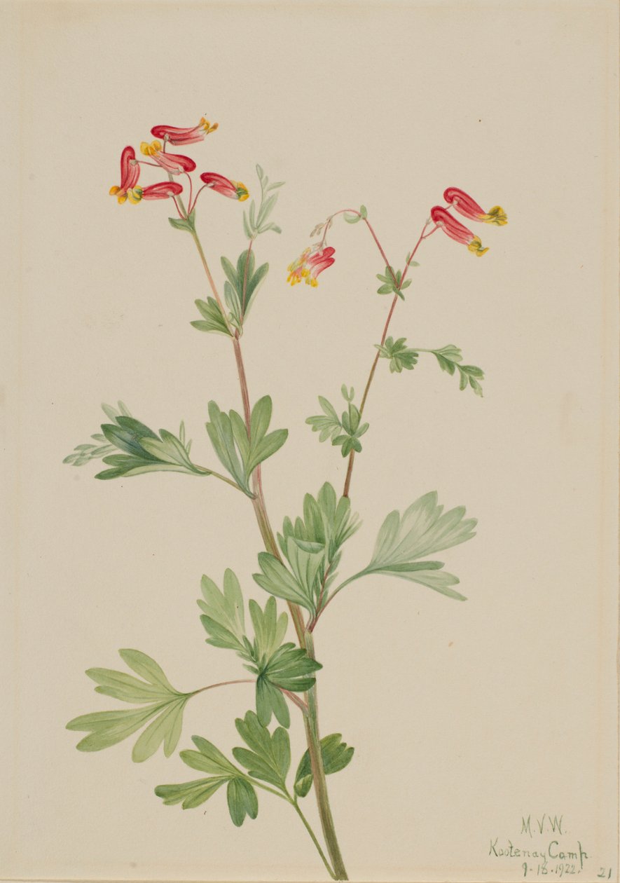Rózsaszín Fumeroot (Capnoides sempervirens) alkotó: Mary Vaux Walcott
