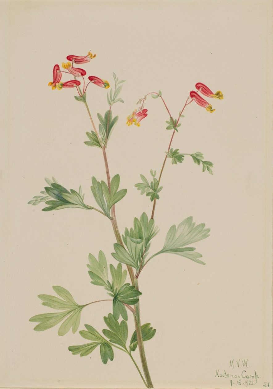 Pink Fumeroot Capnoides sempervirens, 1922. alkotó: Mary Vaux Walcott