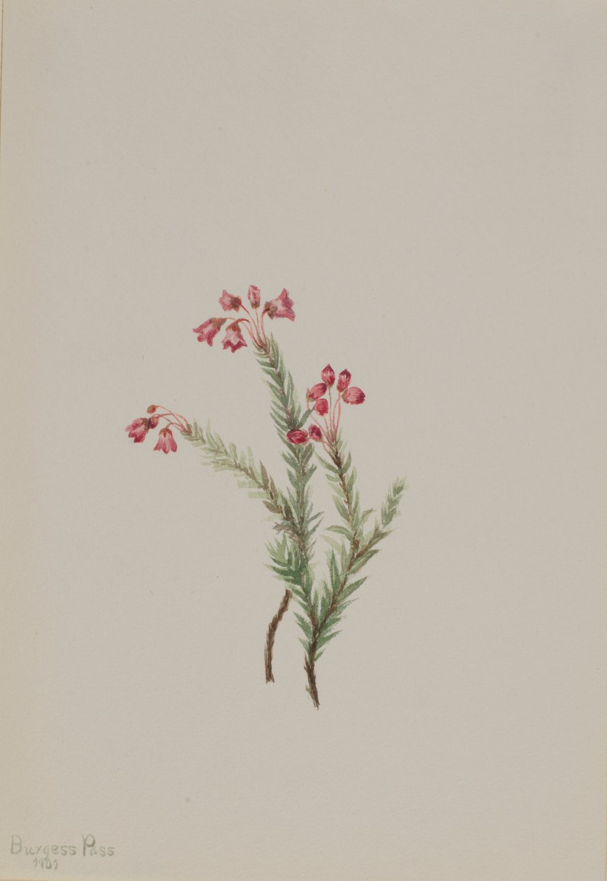 Rózsaszínű füzes (Phyllodoce empetriformis) alkotó: Mary Vaux Walcott