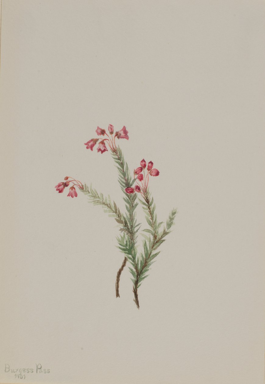 Pink Heather Phyllodoce empetriformis, 1901. alkotó: Mary Vaux Walcott