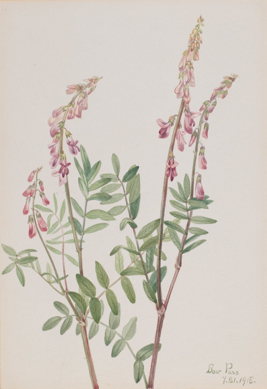 Rózsaszín Hedysarum (Hedysarum americanum) alkotó: Mary Vaux Walcott