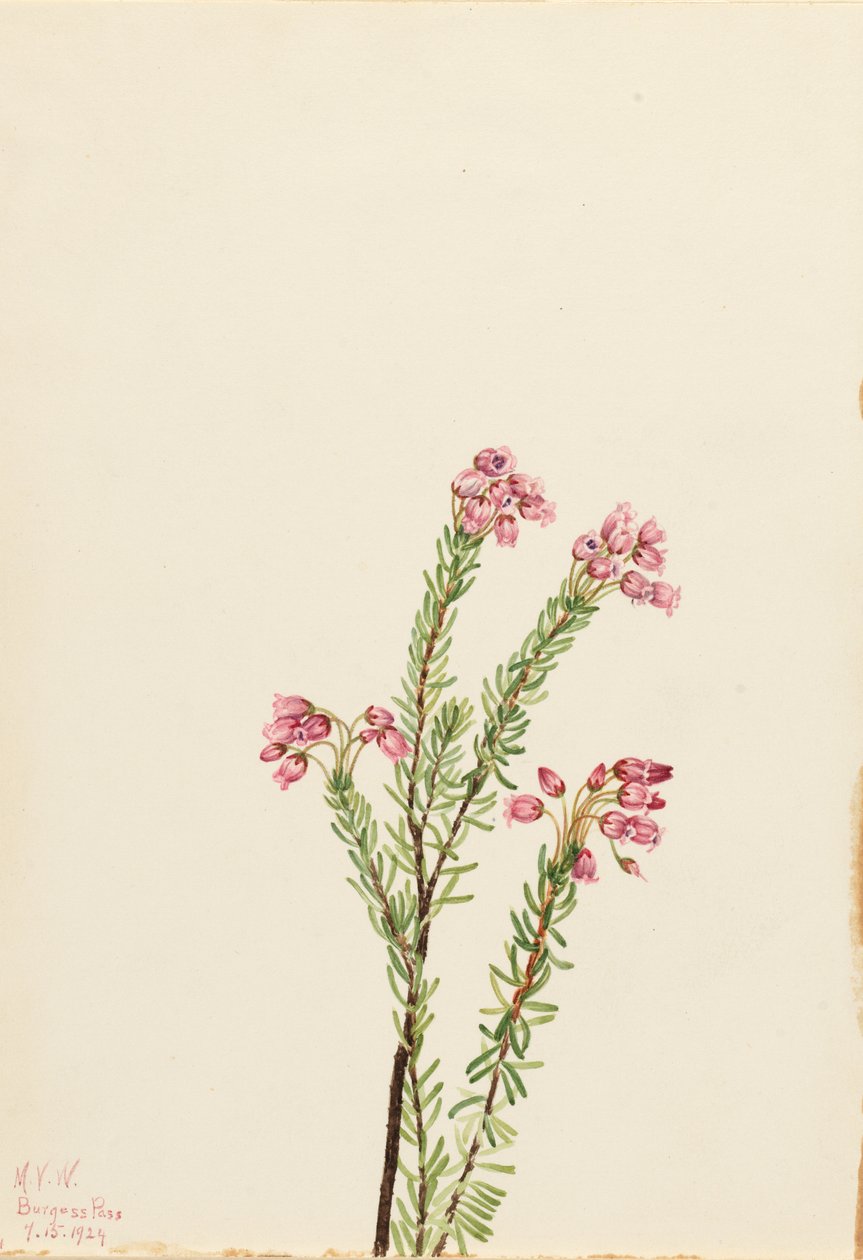 Rózsaszín hegyi füzes (Phyllodoce empetriformis) alkotó: Mary Vaux Walcott