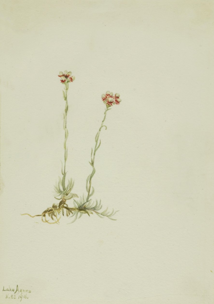 Rózsaszín cickafark (Antennaria rosea) alkotó: Mary Vaux Walcott
