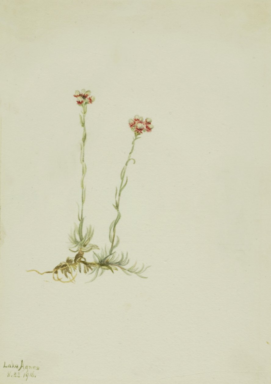 Pink Pussytoes Antennaria rosea, 1916. alkotó: Mary Vaux Walcott