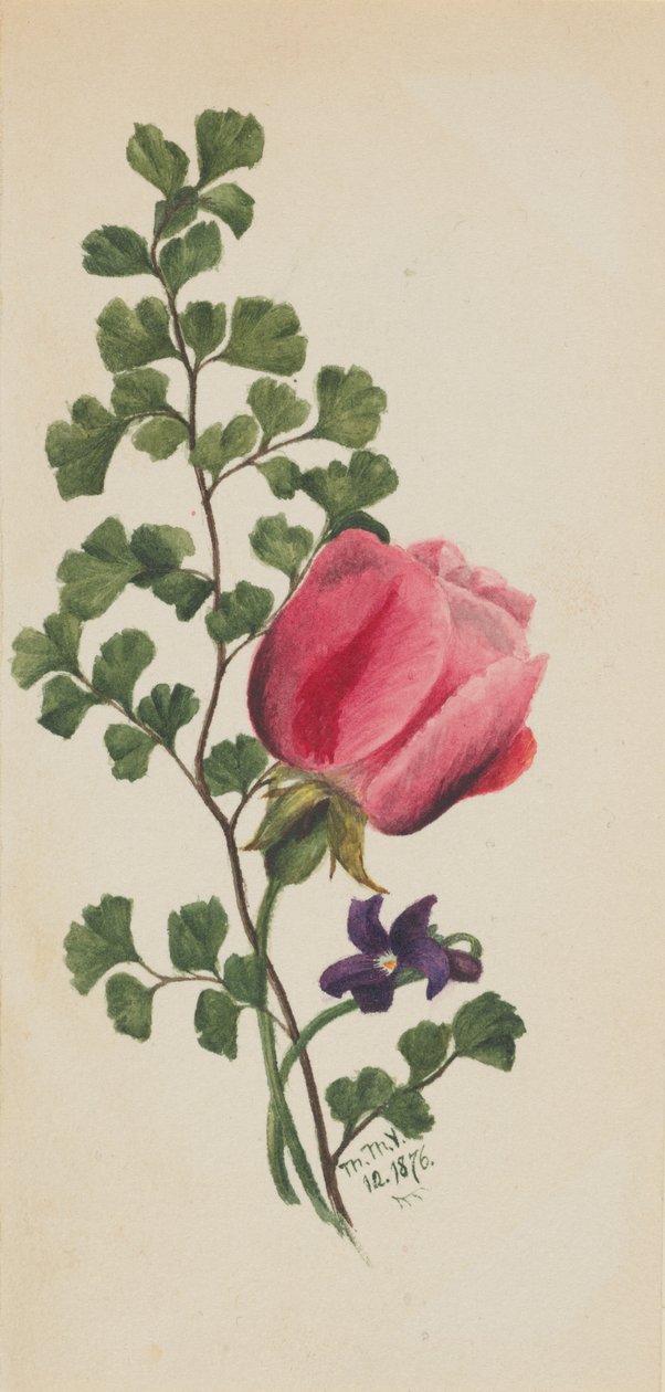 Rózsaszín rózsa ibolyával, 1876. alkotó: Mary Vaux Walcott