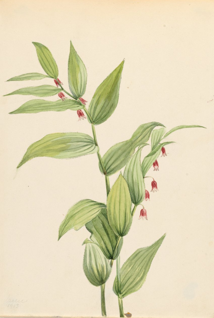 Rózsaszín csavart szár (Streptopus curvipes) alkotó: Mary Vaux Walcott