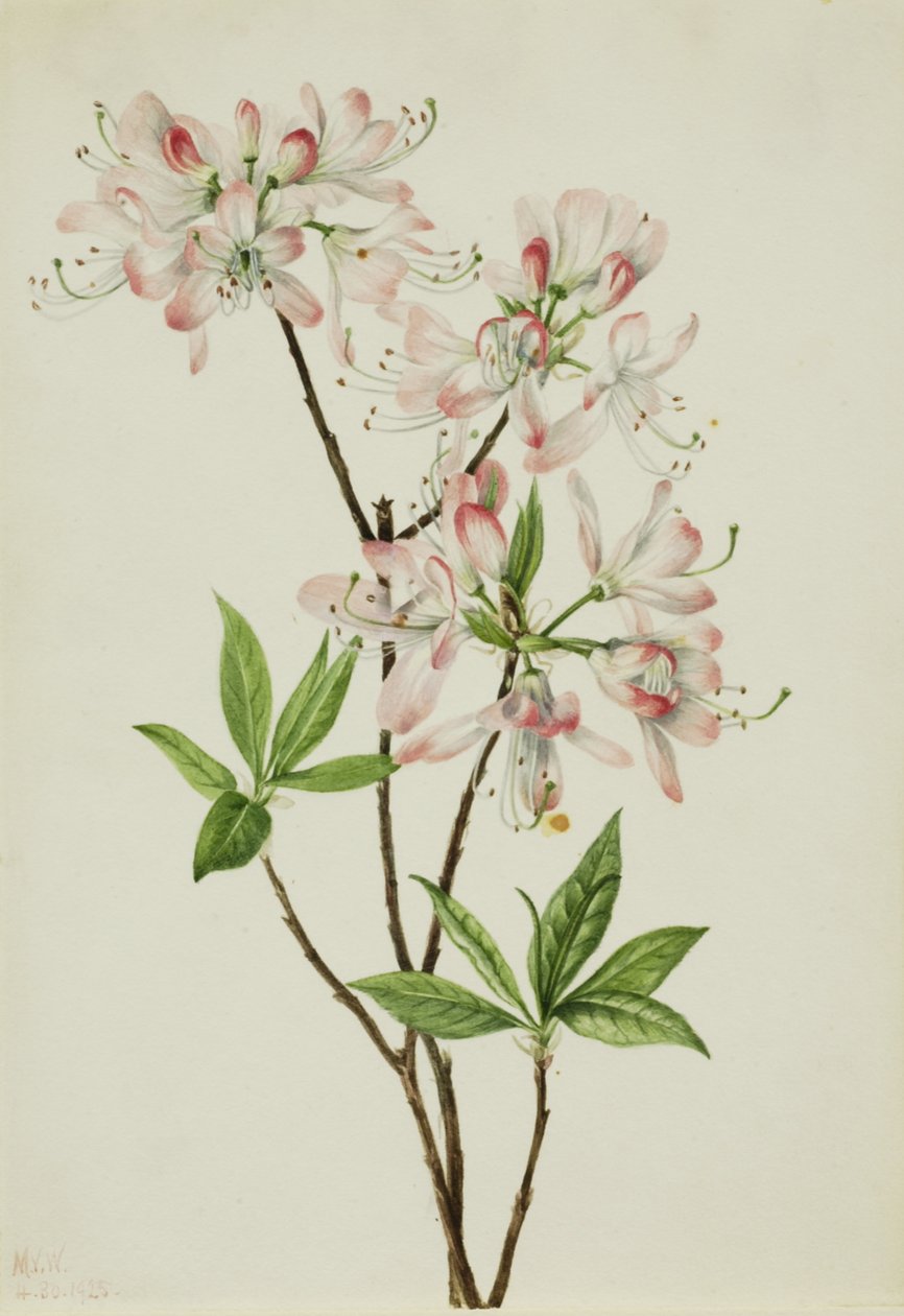 Pinkshell Azalea Azalea vaseyi, 1925. alkotó: Mary Vaux Walcott