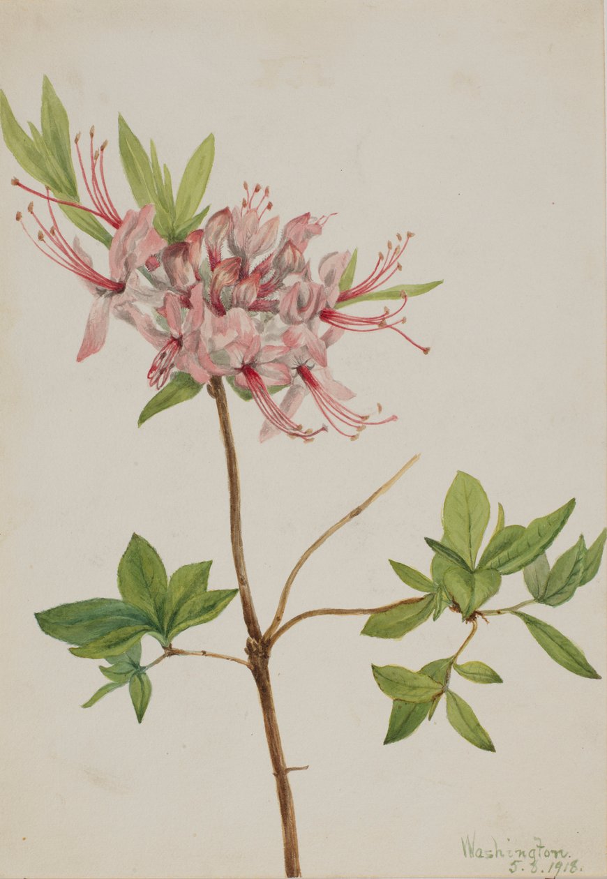 Pinxter Bloom (Azalea nudiflora) alkotó: Mary Vaux Walcott