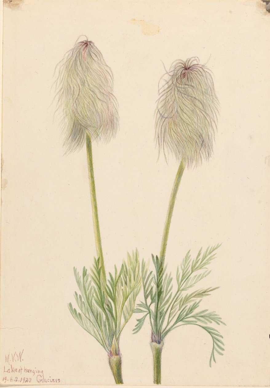 Tollas anemone (Pulsatilla occidentalis) alkotó: Mary Vaux Walcott