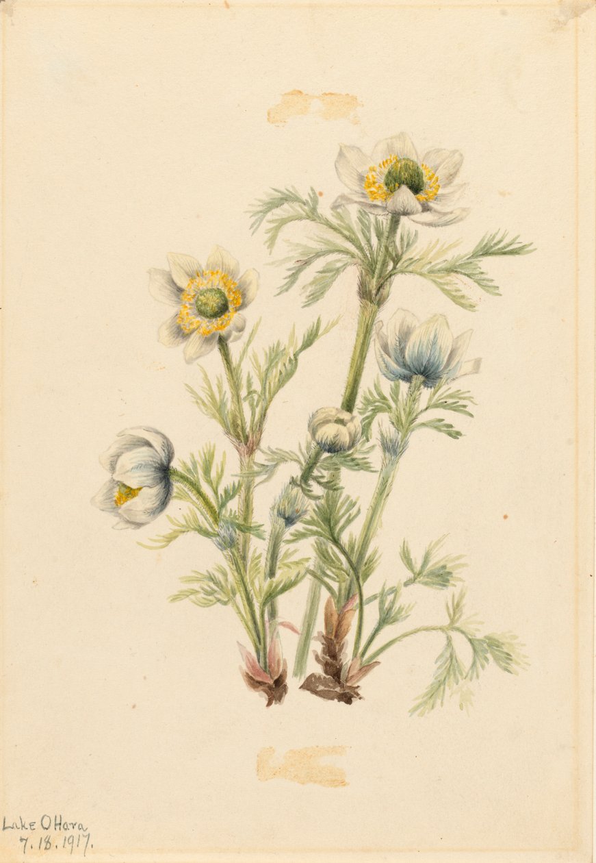 Plume Anemone Pulsatilla occidentalis, 1917 alkotó: Mary Vaux Walcott