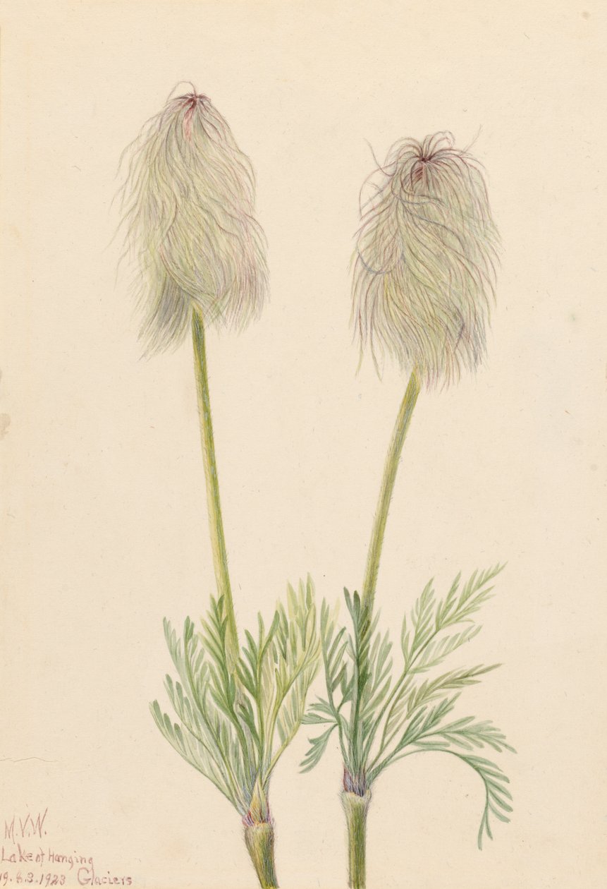 Plume Anemone Pulsatilla occidentalis, 1923 alkotó: Mary Vaux Walcott
