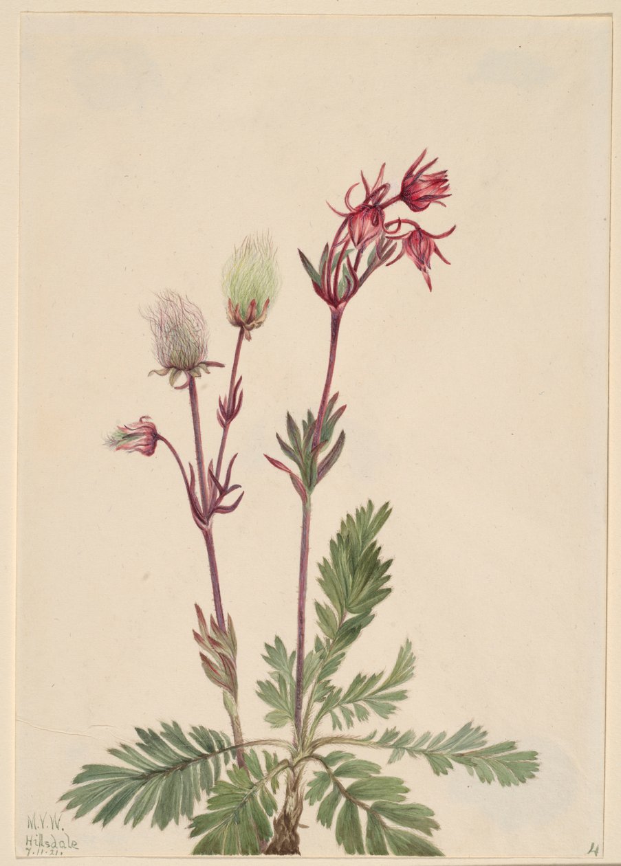 Prérifüst (Sieversia ciliata) alkotó: Mary Vaux Walcott